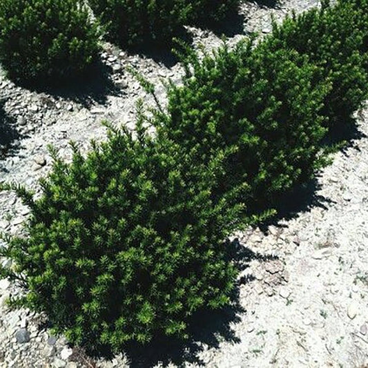 1g Fairview Hybrid Yew