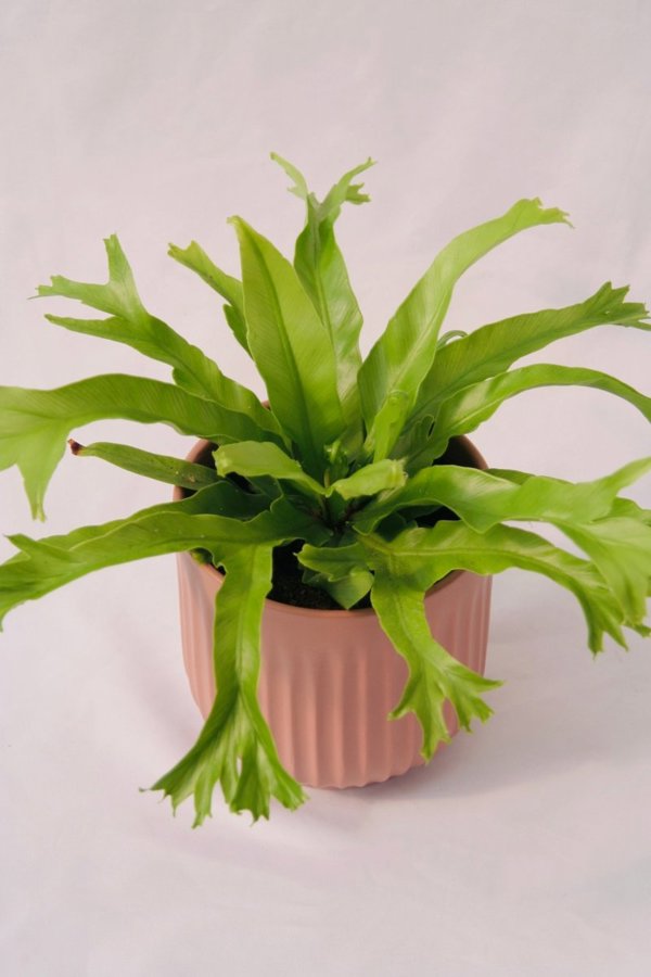 Fern Bird's Nest 5" Regular - 5 Inch Grower Pot