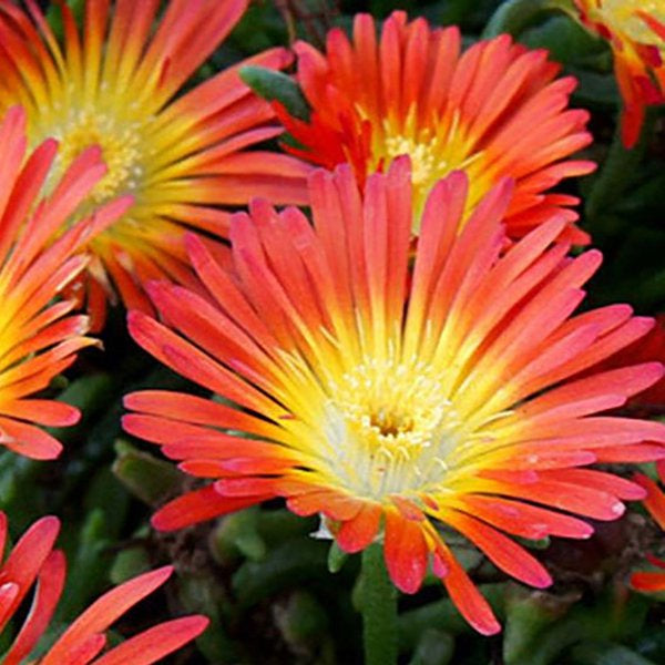 1g Fire 2.0 Ice Plant