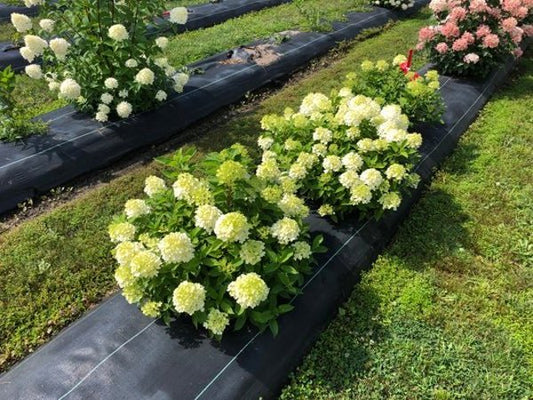 1 Quart Fire Light Tidbit Panicle Hydrangea