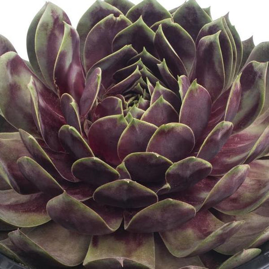 1g Fire Quartz Hens and Chicks