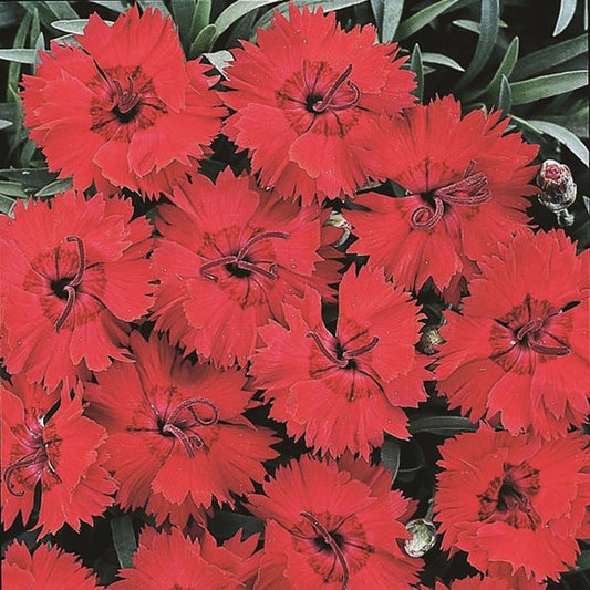 1g Fire Star Improved Dianthus