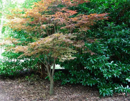 2g Fire Glow Japanese Maple