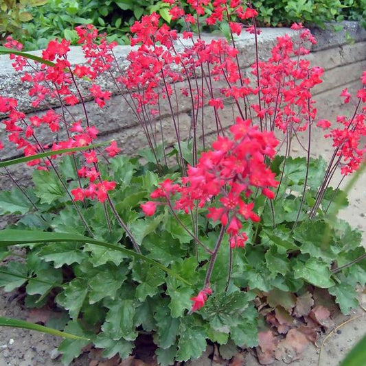 Firefly Coral Bells - 11cm Pot