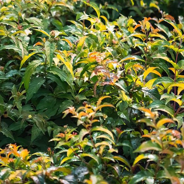 2g Firefly Southern Bush Honeysuckle