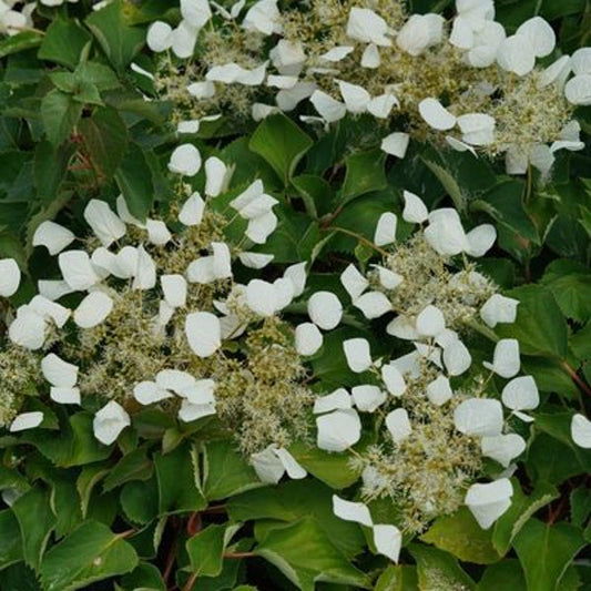 1 Quart Flirty Girl  False Hydrangea Vine