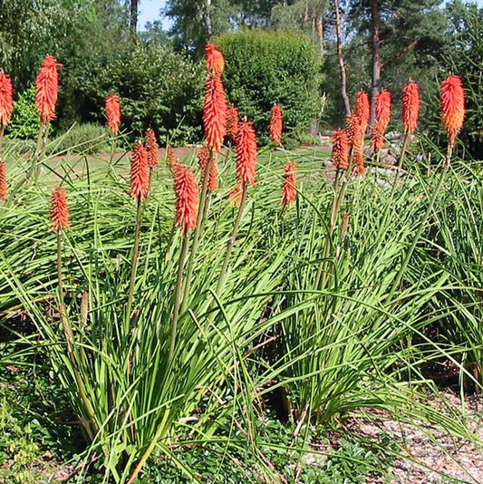 Flamenco Red Hot Poker - 11cm Pot