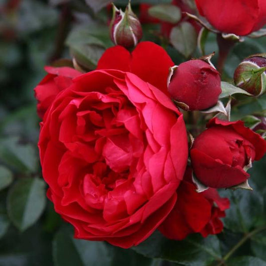 2g Florentina Arborose Rose