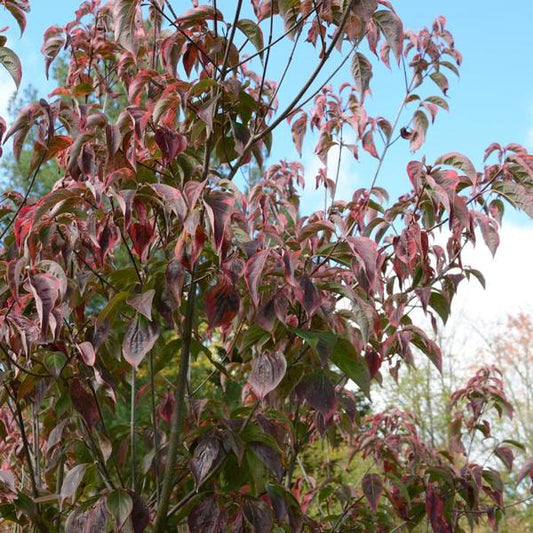 5g Flowering Dogwood