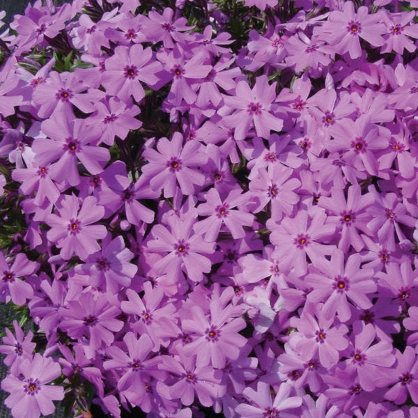 1g Fort Hill Creeping Phlox