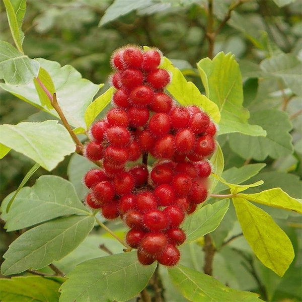 2g Fragrant Sumac