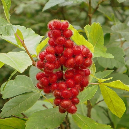 2g Fragrant Sumac