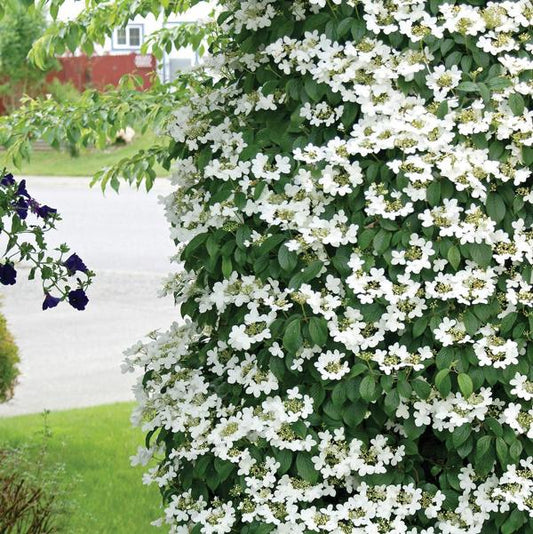 5g Fragrant Snowball Viburnum