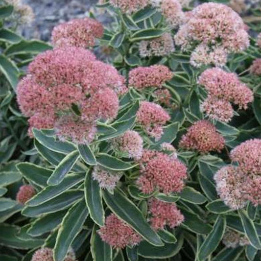 1g Frosted Fire Stonecrop