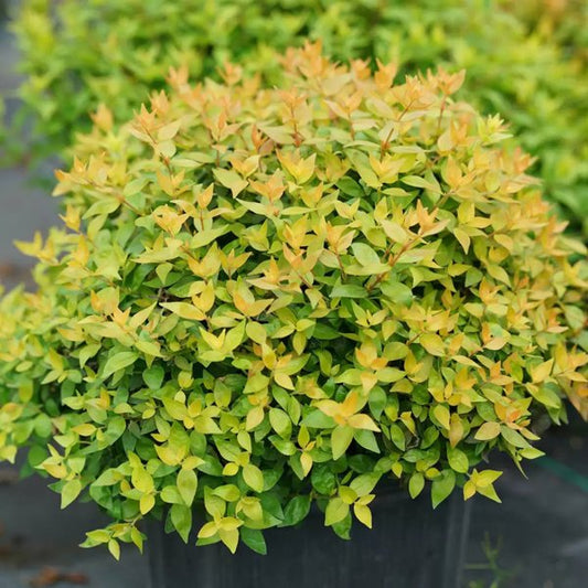 1 Quart Funshine Abelia