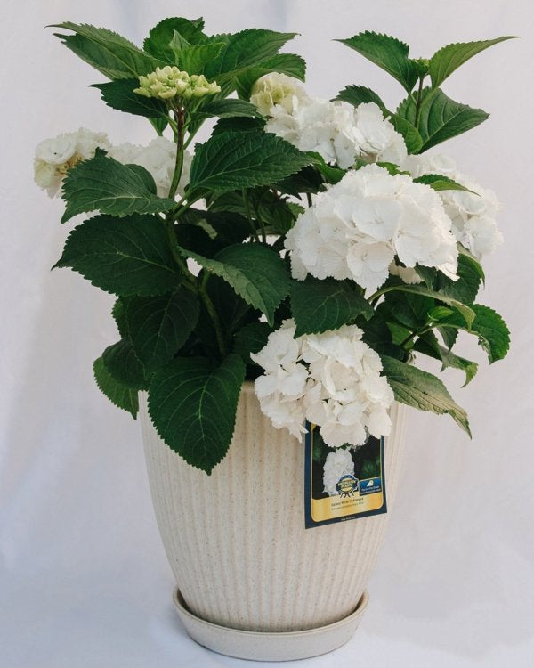 5g Galaxy White Bigleaf Hydrangea