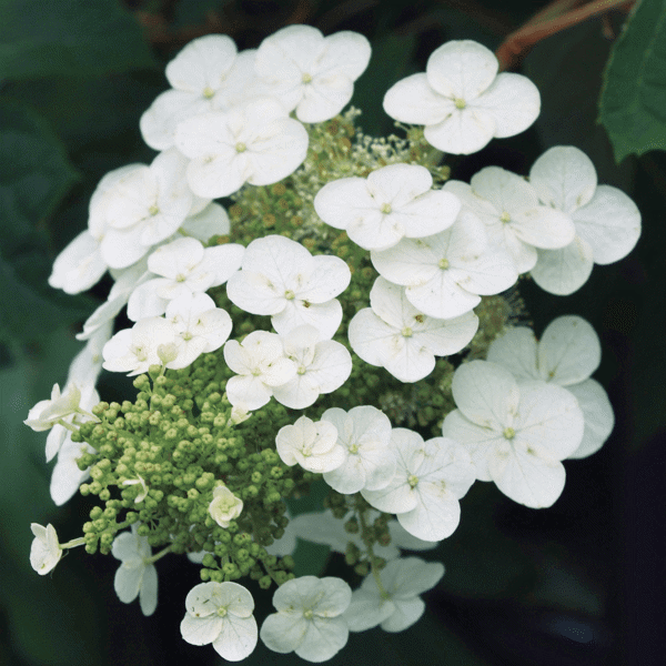 2g Gatsby Gal  Oakleaf hydrangea
