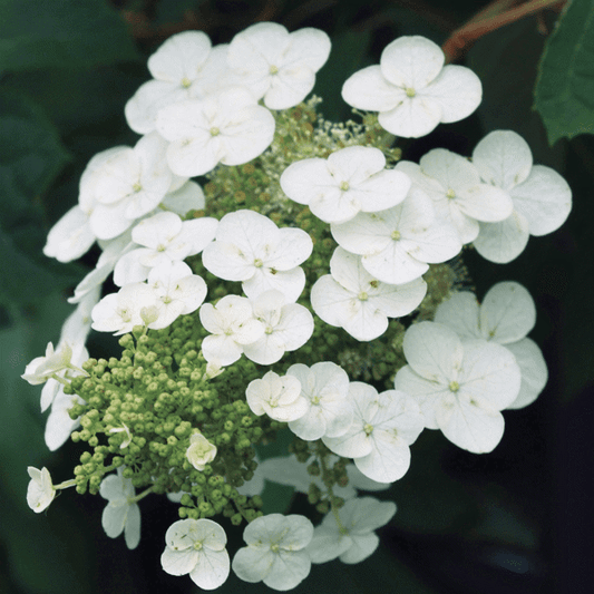 2g Gatsby Gal  Oakleaf hydrangea