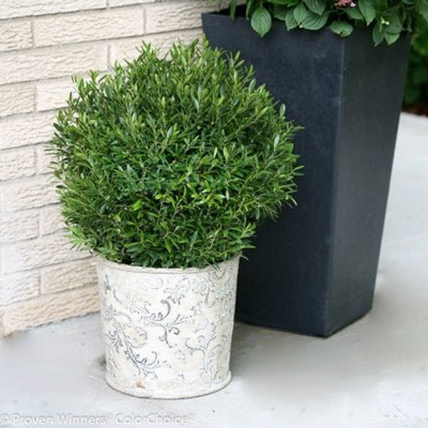 1 Quart Gem Box  Inkberry holly