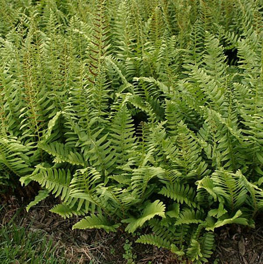 1g Ghost Fern