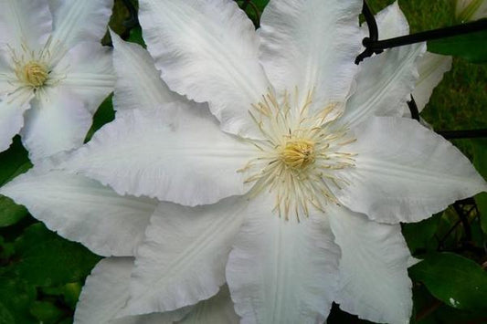 1g Gillian Blades Clematis
