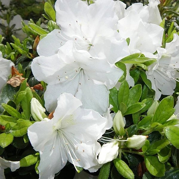 2g Girard's Pleasant White Azalea
