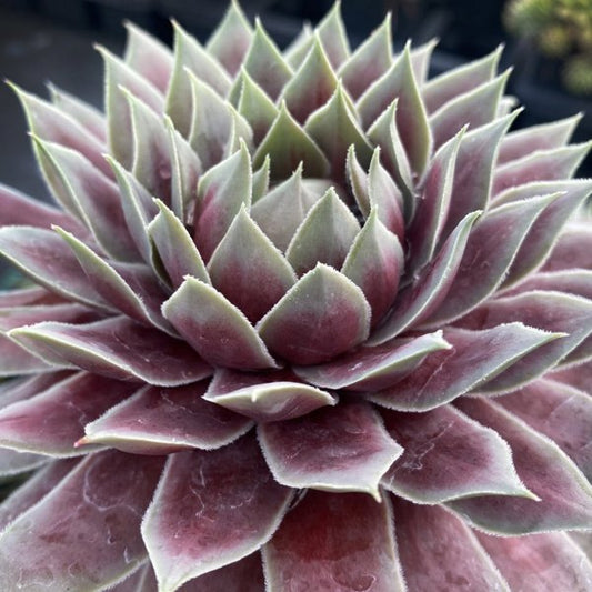 1g Glacier Blue Hen and Chicks