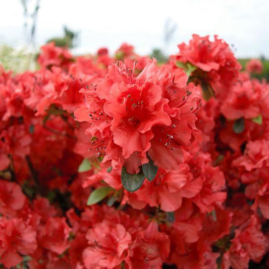 2g Girard's Hot Shot Azalea