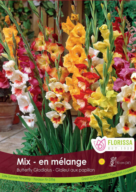 Gladiolus Butterfly Mix 5 Bulbs