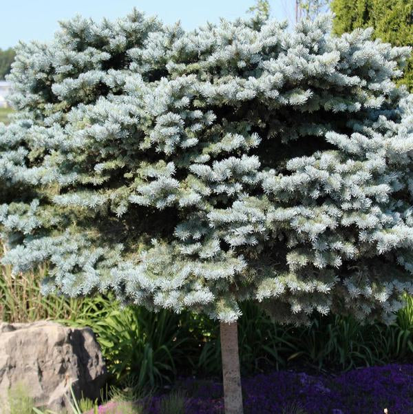 3g Globe Blue Spruce   Standard