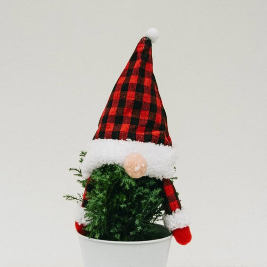 Gnome Cypress - 5 Inch Tin Pot