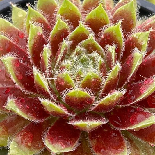 1g Gold Dust Hen and Chicks