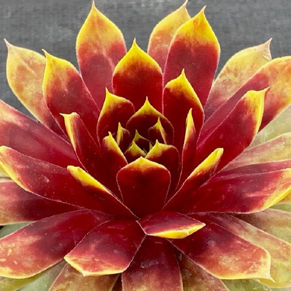 1g Gold Mine Hen and Chicks