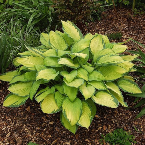 2g Gold Standard Plantain Lily
