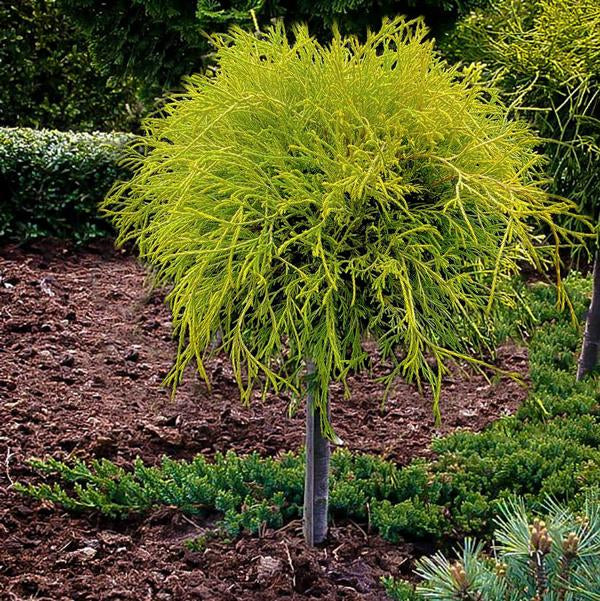 5g Golden Mops False Cypress   Standard