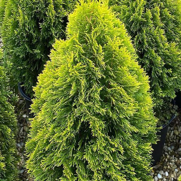 2g Golden Smaragd Arborvitae