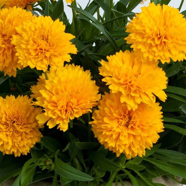1g Golden Sphere Tickseed