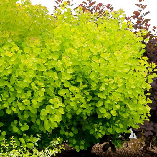 2g Golden Spirit Smokebush