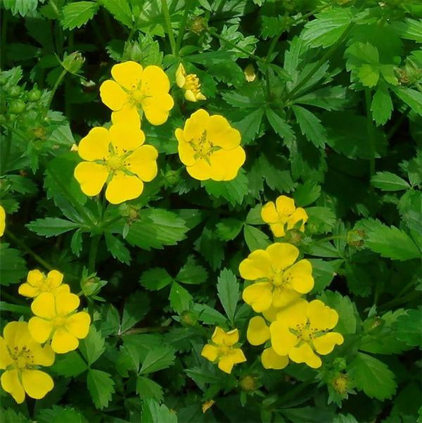 2g Goldstar Potentilla