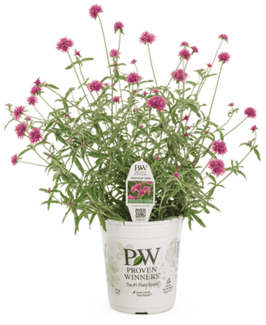 4 Inch Gomphrena Truffula Pink