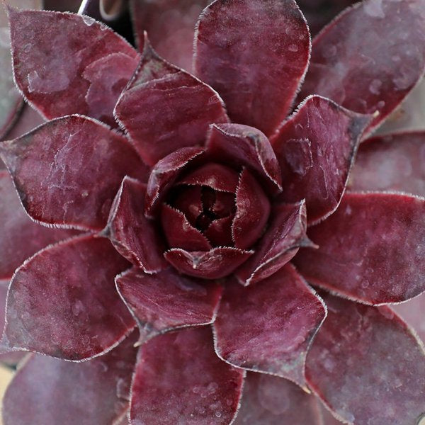 1g Grape Galaxy Hens and Chicks