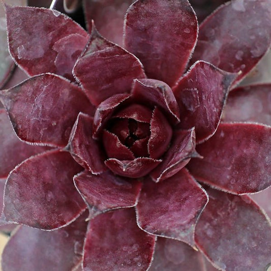 1g Grape Galaxy Hens and Chicks