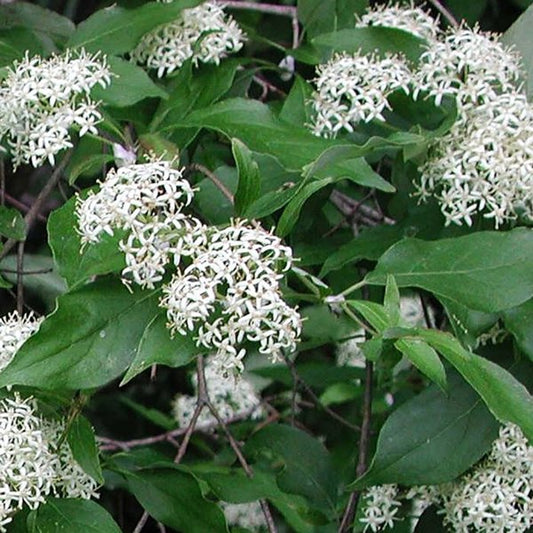 2g Gray Dogwood