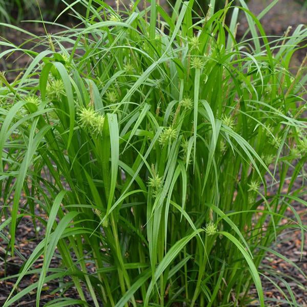 Gray's Sedge - 11cm Pot