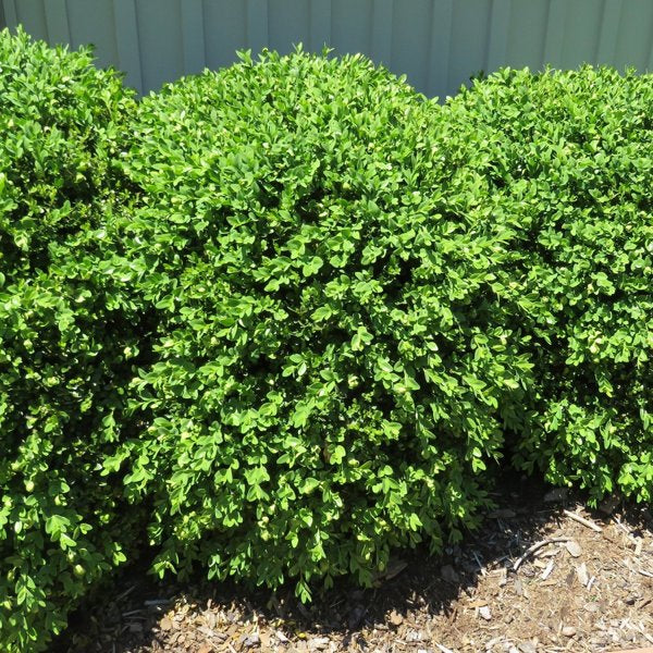 3g Green Gem Boxwood