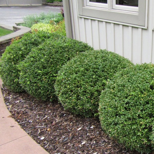 1g Green Mountain Boxwood