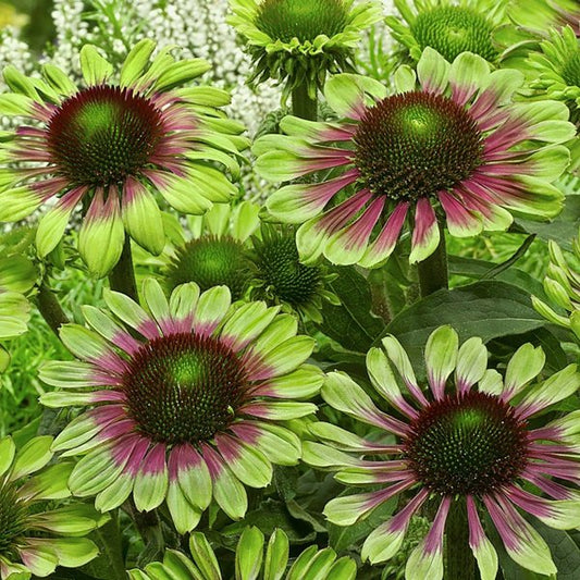 1g Green Twister Coneflower