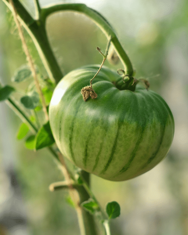 4 Inch Green Zebra Tomato