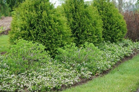 1 Quart Ground Hug  Aronia melanocarpa