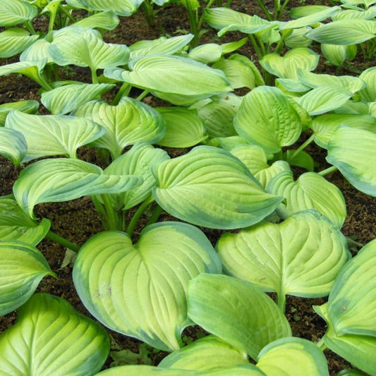 2g Guacamole Hosta